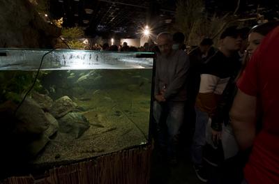 World of Hunting and Nature Exhibition Hungexpo/Hungary 2021/Budapest-stock-foto