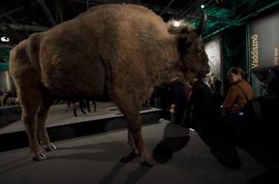 World of Hunting and Nature Exhibition Hungexpo/Hungary 2021/Budapest-stock-foto