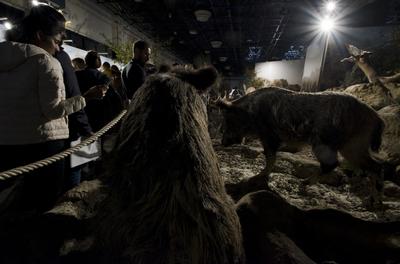 World of Hunting and Nature Exhibition Hungexpo/Hungary 2021/Budapest-stock-foto