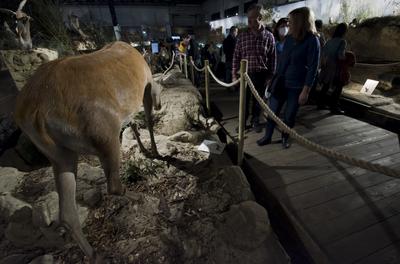 World of Hunting and Nature Exhibition Hungexpo/Hungary 2021/Budapest-stock-photo