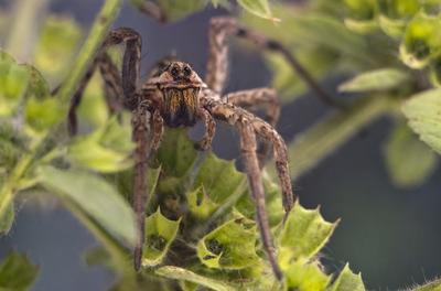 Pokoli cselőpók (Geolycosa vultuosa)-stock-foto