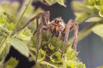 Pokoli cselőpók (Geolycosa vultuosa)-stock-foto