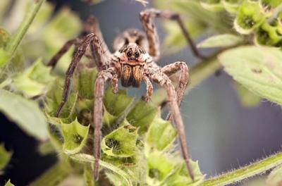 Pokoli cselőpók (Geolycosa vultuosa)-stock-foto