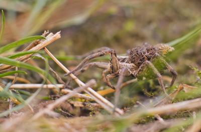 Pokoli cselőpók (Geolycosa vultuosa)-stock-foto