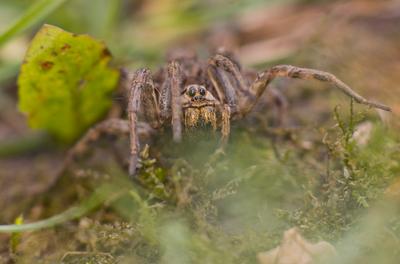 Pokoli cselőpók (Geolycosa vultuosa)-stock-foto