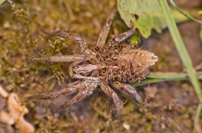 Pokoli cselőpók (Geolycosa vultuosa)-stock-foto