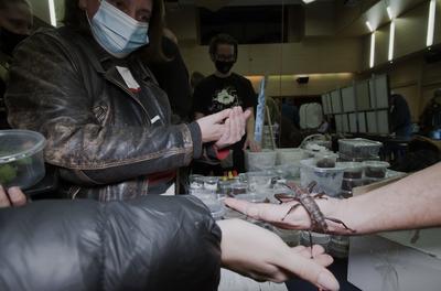 Nemzetközi Rovarbörze a budapesti KMO-ban.-stock-foto