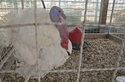 Farmer Expo 2022-stock-foto