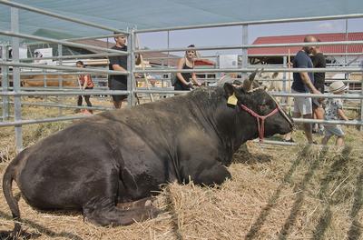 Farmer Expo 2022-stock-foto