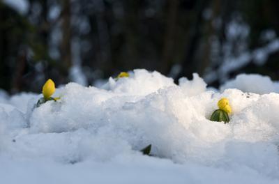 Tél vége-stock-foto