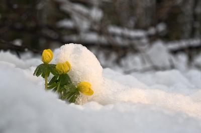 Tél vége-stock-foto