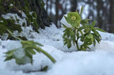 Tél vége-stock-foto