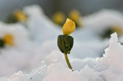 Tél vége-stock-foto