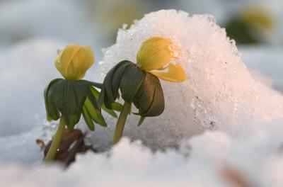 Tél vége-stock-foto