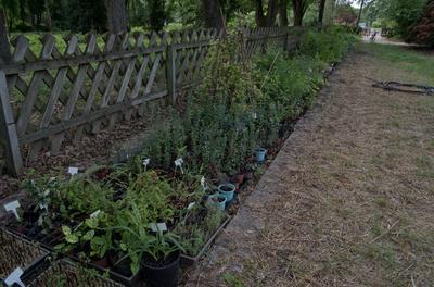 Farkasszigeti Botanikus kert Püspökladány-stock-foto