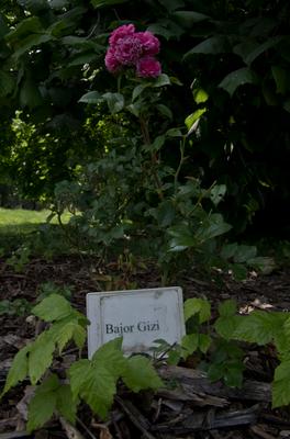 Farkasszigeti Botanikus kert Püspökladány-stock-foto