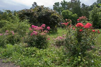 Farkasszigeti Botanikus kert Püspökladány-stock-foto
