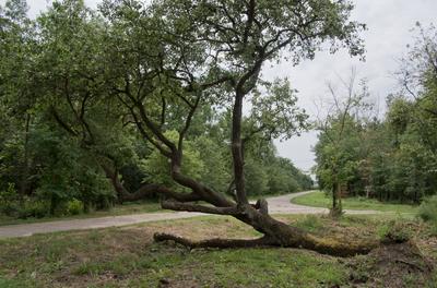 Farkasszigeti Botanikus kert Püspökladány-stock-foto