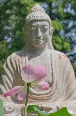 Lotus flower day's-stock-foto