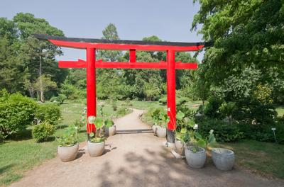 Lotus flower day's-stock-foto