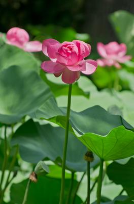 Lotus flower day's-stock-foto