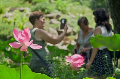 Lotus flower day's-stock-foto