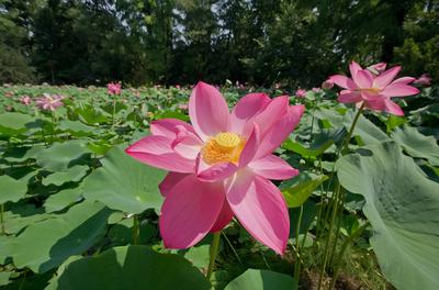 Lotus flower day's-stock-foto