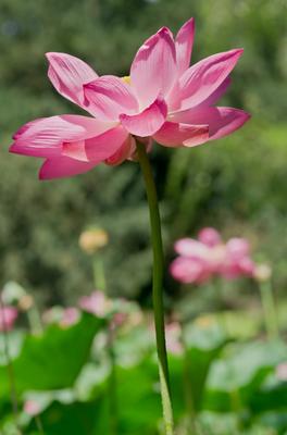 Lotus flower day's-stock-foto