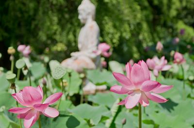 Lotus flower day's-stock-foto