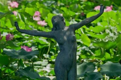 Lotus flower day's-stock-foto