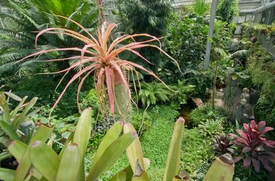 Lotus flower day's-stock-foto