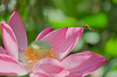 Lotus flower day's-stock-foto