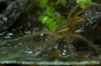 A szegélyes vidrapók (Dolomedes fimbriatus)-stock-photo