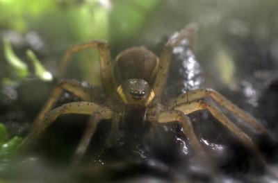 A szegélyes vidrapók (Dolomedes fimbriatus)-stock-foto