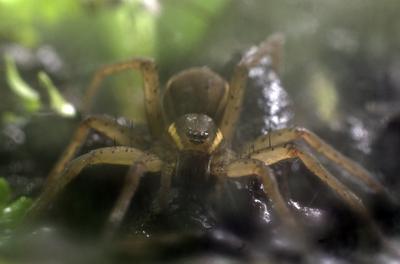 A szegélyes vidrapók (Dolomedes fimbriatus)-stock-photo