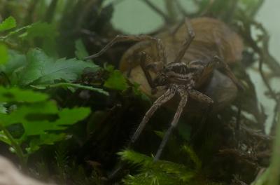 A réti farkaspók (Hogna radiata)-stock-foto