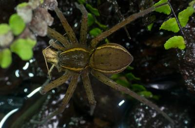 A szegélyes vidrapók (Dolomedes fimbriatus)-stock-foto