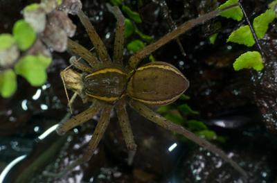 A szegélyes vidrapók (Dolomedes fimbriatus)-stock-photo