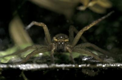 A szegélyes vidrapók (Dolomedes fimbriatus)-stock-foto