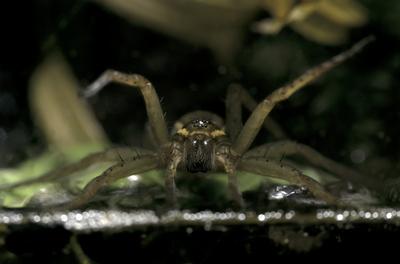 A szegélyes vidrapók (Dolomedes fimbriatus)-stock-photo