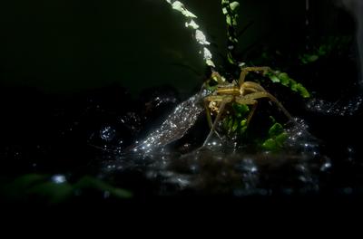 A szegélyes vidrapók (Dolomedes fimbriatus)-stock-photo