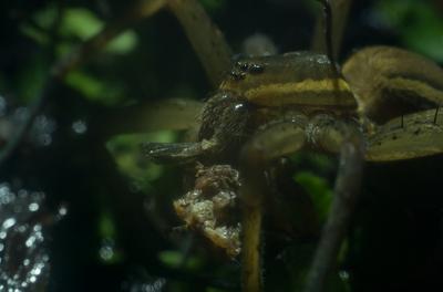 A szegélyes vidrapók (Dolomedes fimbriatus)-stock-photo