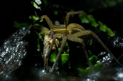 A szegélyes vidrapók (Dolomedes fimbriatus)-stock-foto