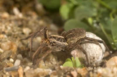 A réti farkaspók (Hogna radiata)-stock-foto