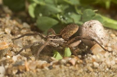A réti farkaspók (Hogna radiata)-stock-foto