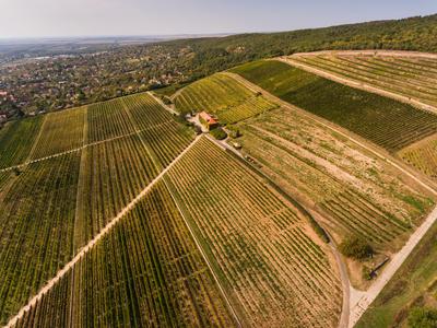 Szőlészet, Pécs-stock-photo