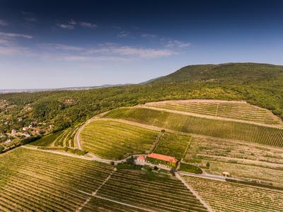 Szőlészet, Pécs-stock-photo