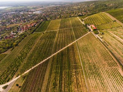 Szőlészet, Pécs-stock-photo