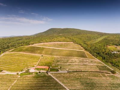 Szőlészet, Pécs-stock-photo