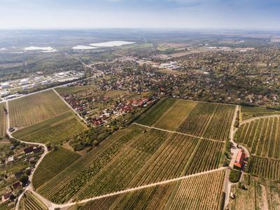 Szőlészet, Pécs-stock-photo